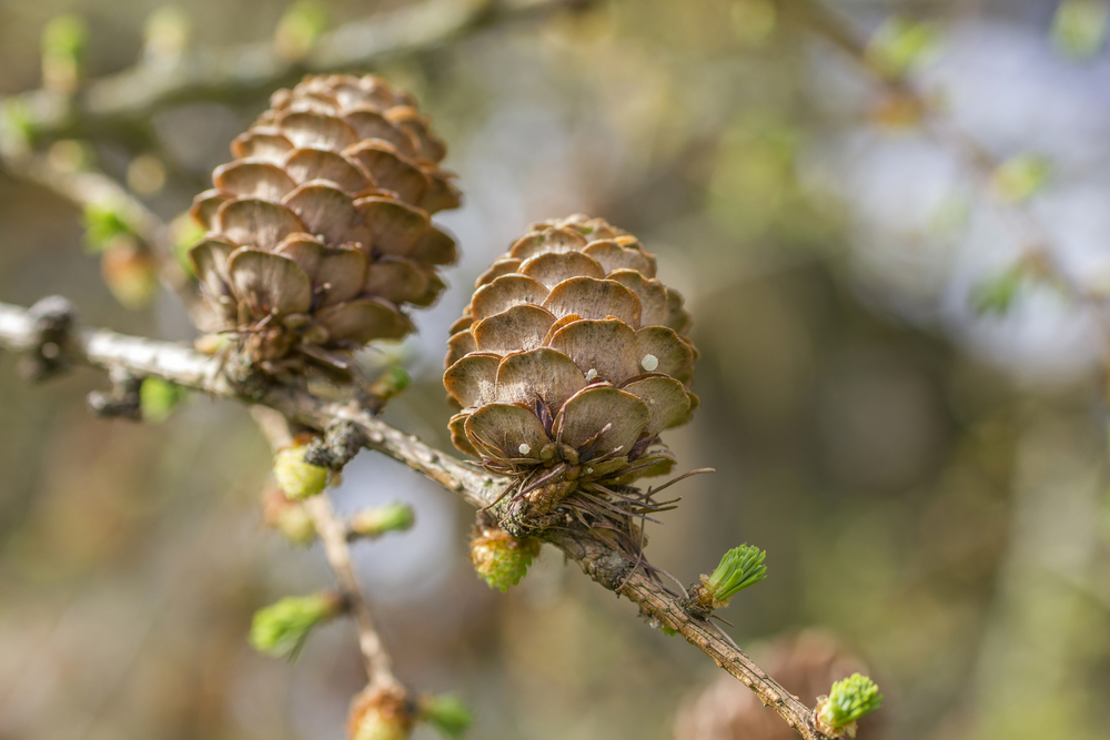 Pine tree budding in Spring with pine cones